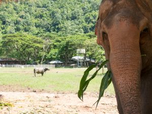 Alte Elefanten im Elefant Natur Park