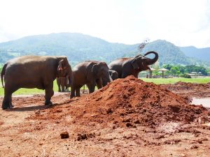 Elefanten spielen im Schlamm im Elefant Nature Park