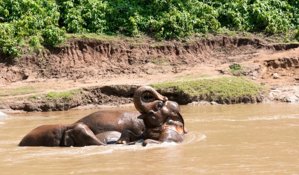 Elefanten baden im Elefant Nature Park