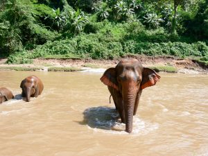 Elefanten baden im Elefant Nature Park