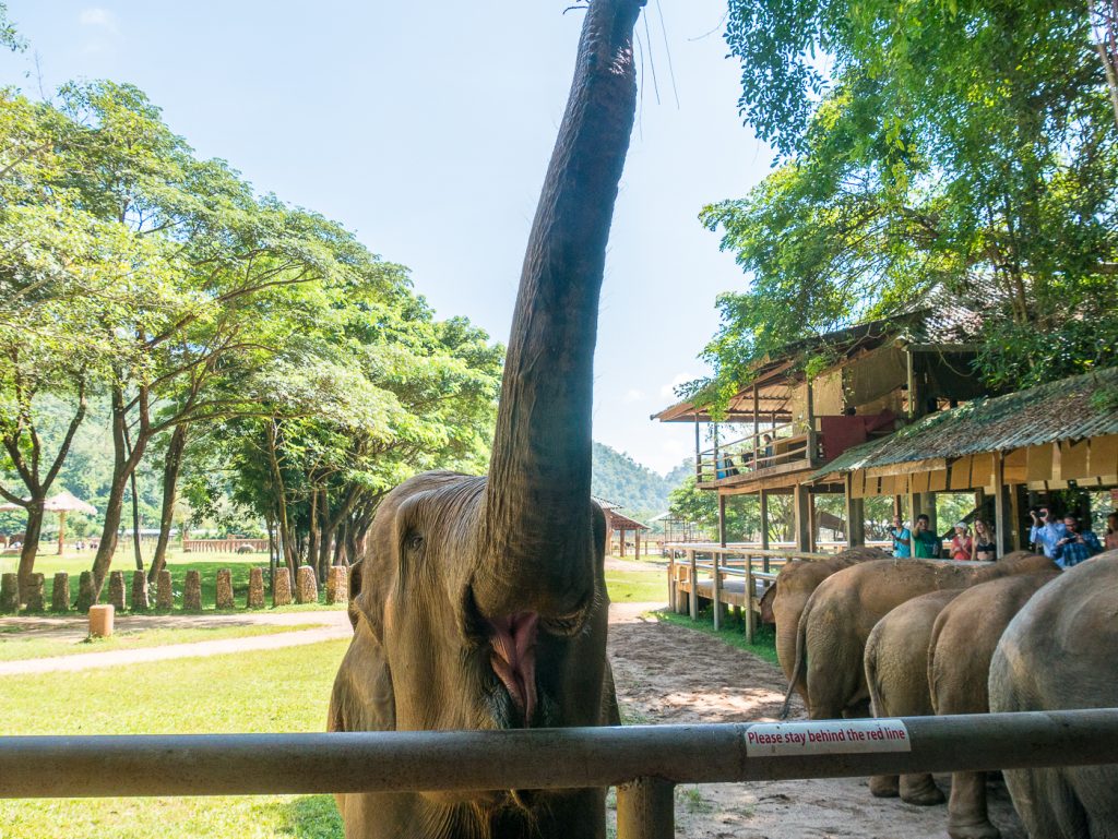 Elefanten füttern im Elefant Nature Park