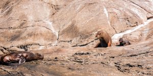 Doubtful Sound Seebären