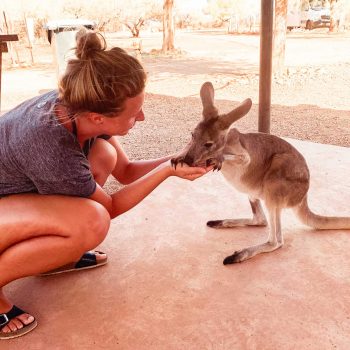 Känguru in der Bullara Station, Westaustralien