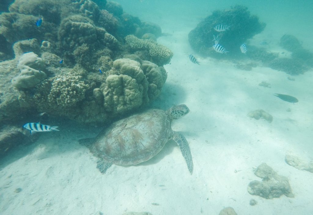 Schildkröte im Ningaloo Riff