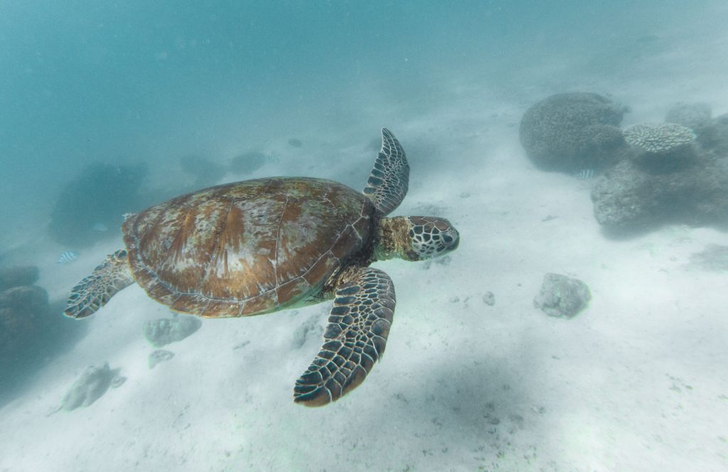 Highlights in Westaustralien- schwimmende Schildkröte im Cape Range Nationalpark