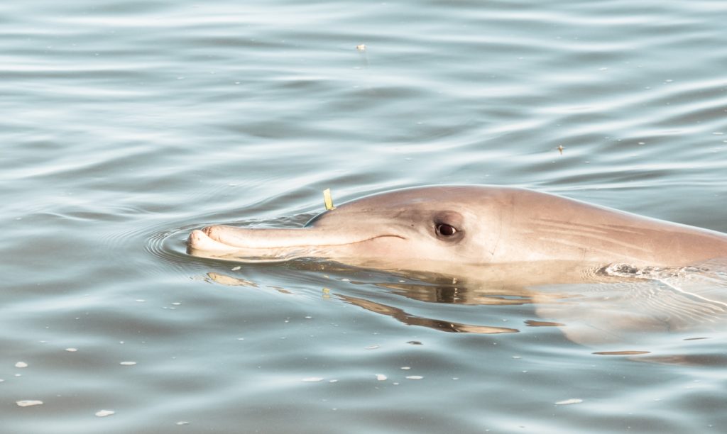 Delfin in Monkey Mia, Westaustralien