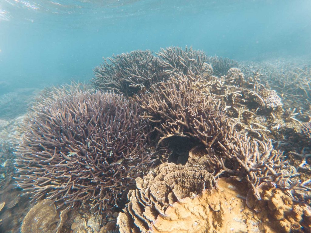 Korallenteppich in Coral Bay