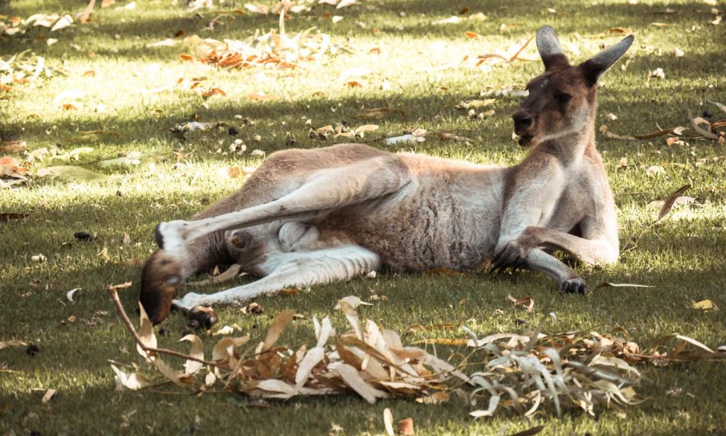 Känguru im Yanshep Nationalpark