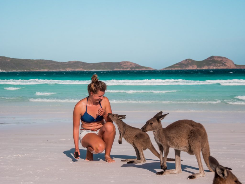 Kängurus am Strand in der Lack Bay in West Australien