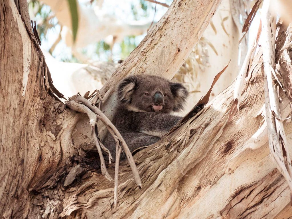 Koalas an der Great Ocean Road
