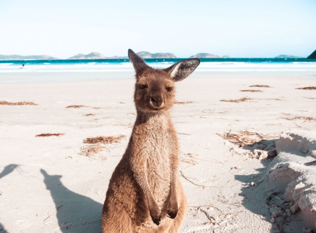 Känguru in Lucky Bay in Südwestaustralien
