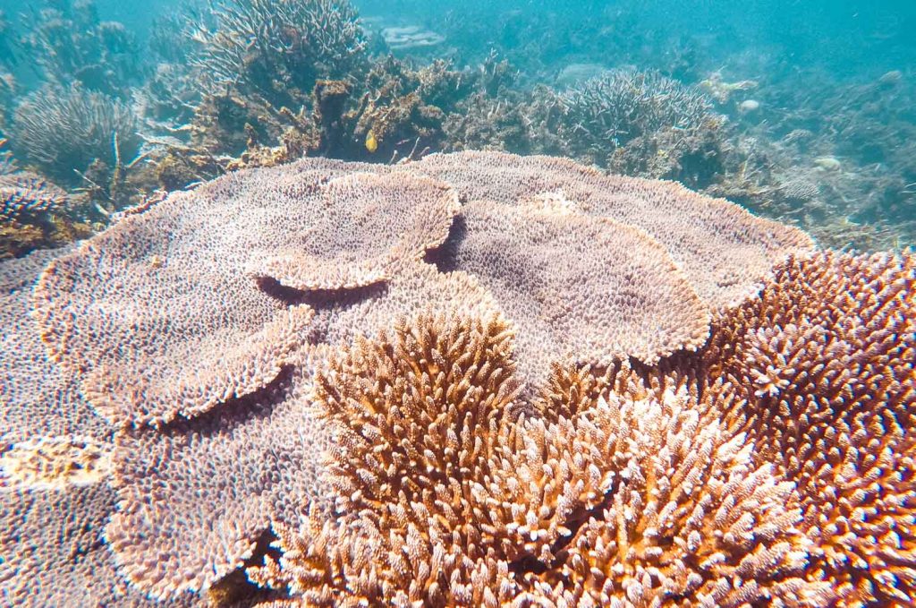 Korallen in Coral Bayin Westaustralien