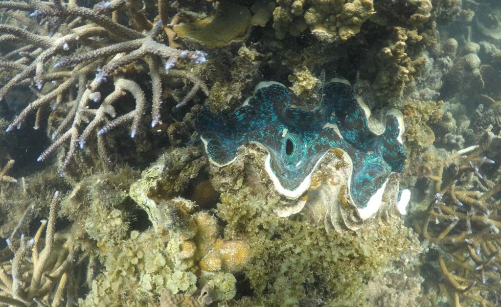 Riesenmuschel in Coral Bay