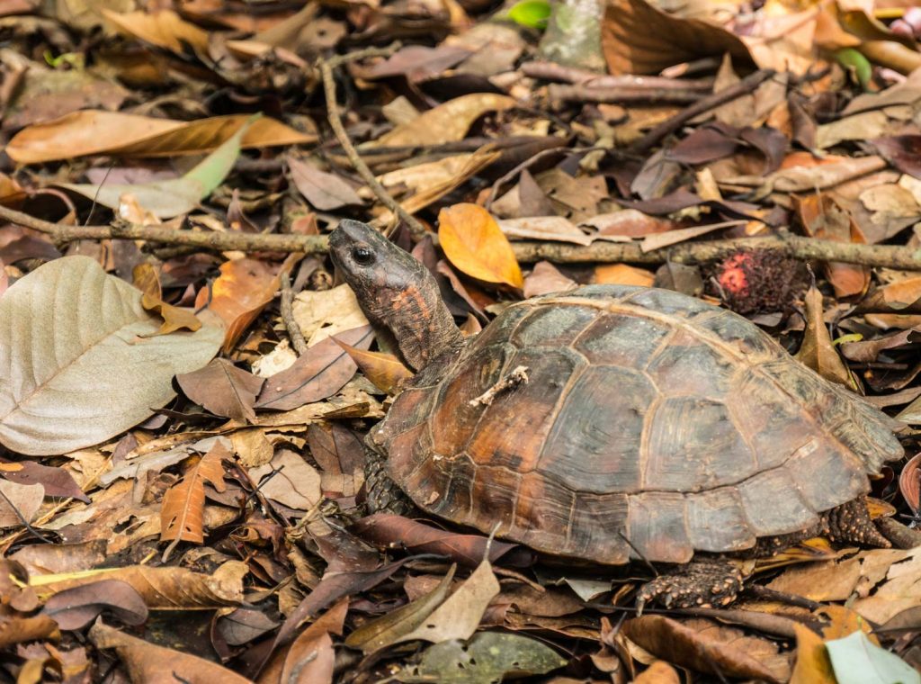 Sumatra Schildkröte