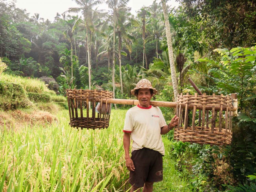 Reisbauer Tegallalang Reisterassen in der Nähe von Ubud
