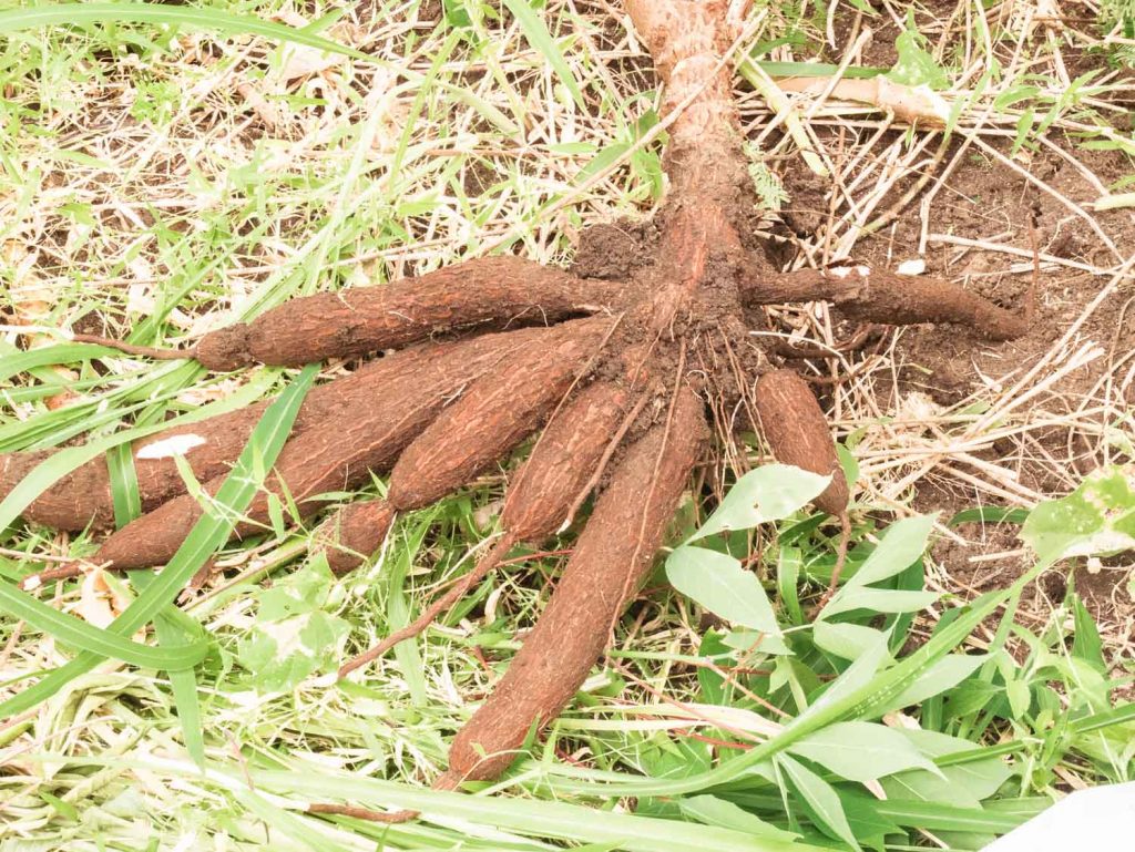 Fidschi Gemüse: Cassava