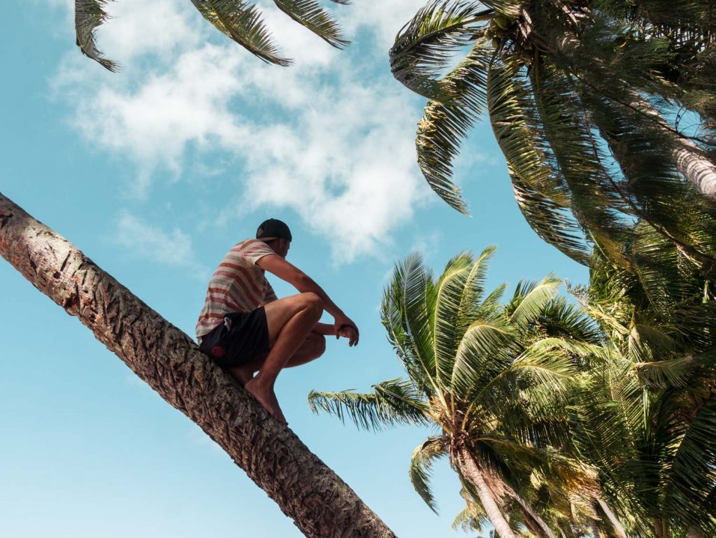 Palmen auf Naviti auf den Yasawa Inseln