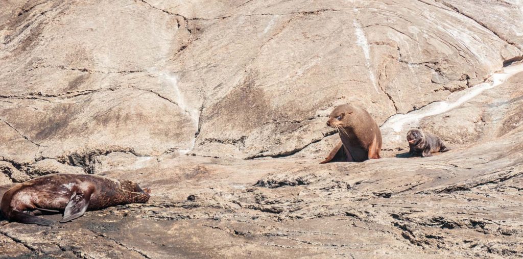 Seelöwen auf den Felsen des Doubtful Sounds